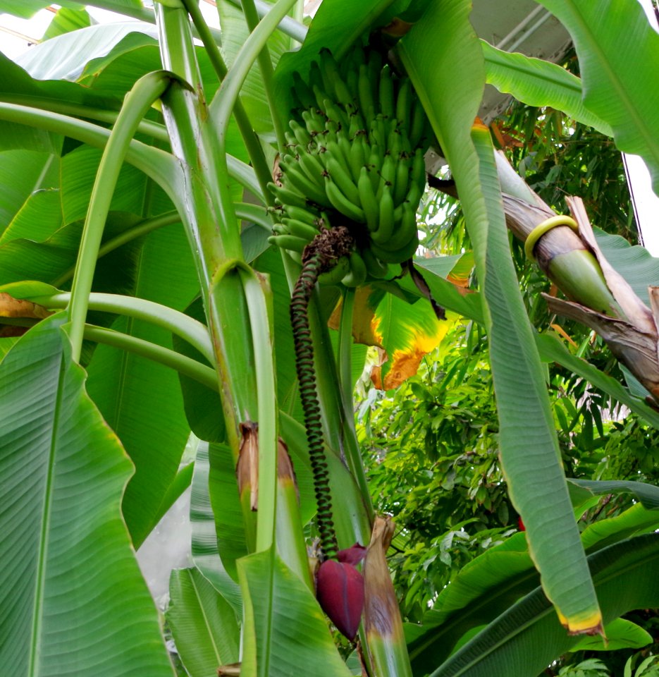 Musa St Helena 2