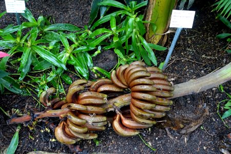 Musa seminifera - Botanischer Garten - Heidelberg, Germany - DSC01091