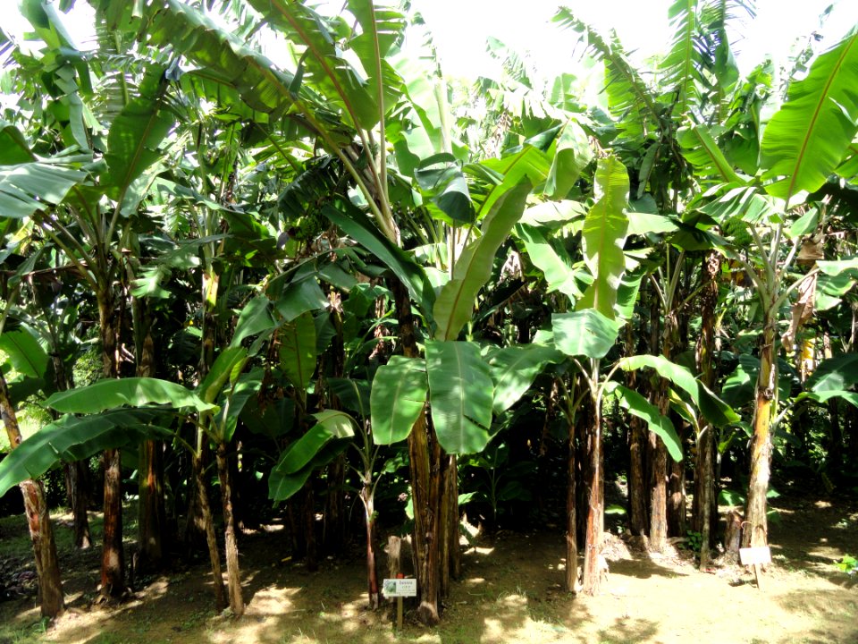 Musa - Sankyo Garden - DSC01236