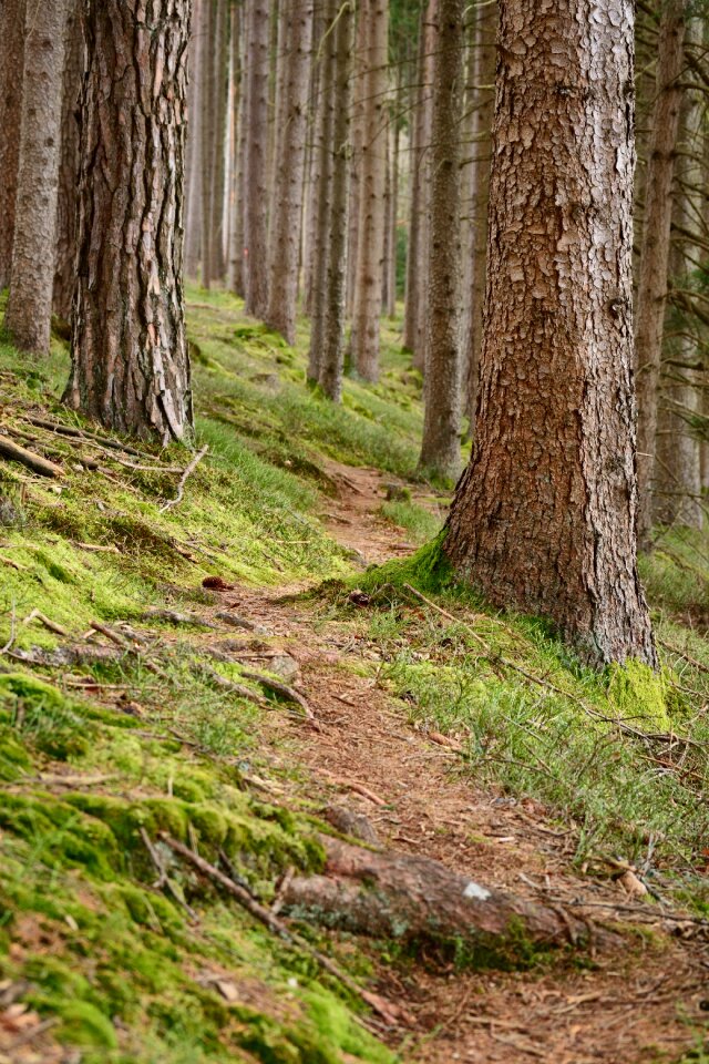 Forest nature migratory path