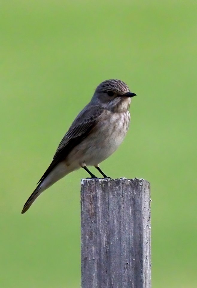 Muscicapa striata Oulu Finland 2021-05-15
