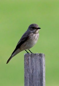 Muscicapa striata Oulu Finland 2021-05-15