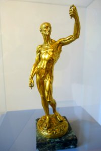 Muscle man (L'Ecorche) by Jean-Antoine Houdon, late 1700s, gilt bronze - Bode-Museum - DSC02860