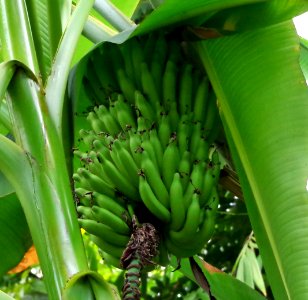 Musa St Helena 3