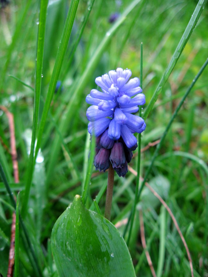 Muscari latifolium, 2020-04-15, Beechview, 01
