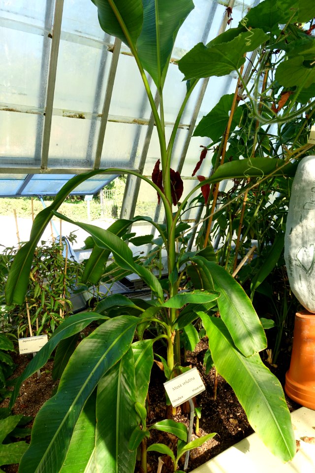 Musa velutina - Victoriahuset, Bergianska trädgården - Stockholm, Sweden - DSC00277