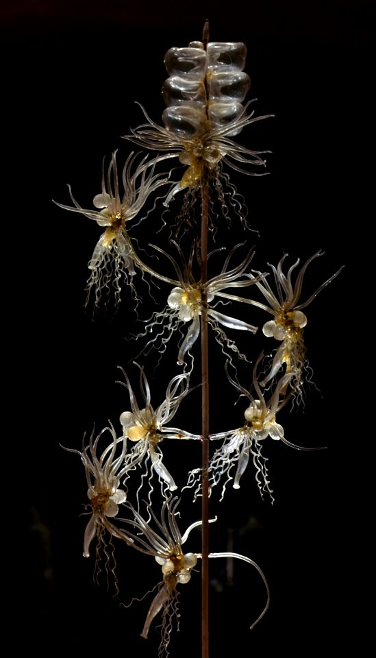Museum Histoire Naturelle Geneva Blaschka Forskalia contorta 21102014
