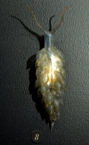 Museum Histoire Naturelle Geneva Blaschka Ercolania viridis 21102014