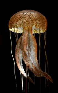 Museum Histoire Naturelle Geneva Blaschka Cnidaria 21102014