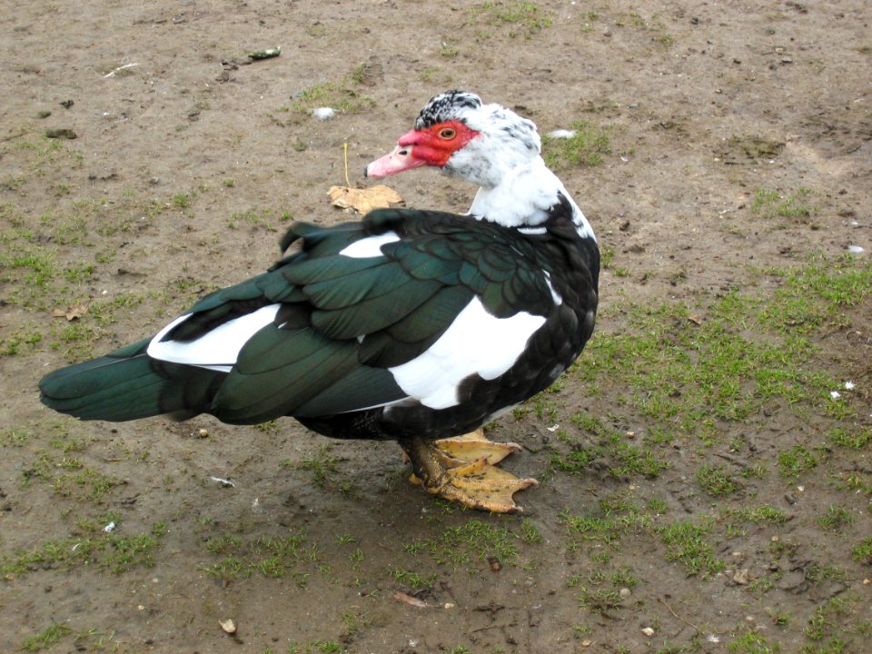 Muscovy-duck-20031112-012