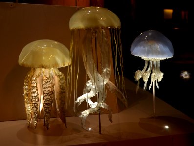Museum Histoire Naturelle Geneva Blaschka Scyphozoa Jellyfish 21102014 2