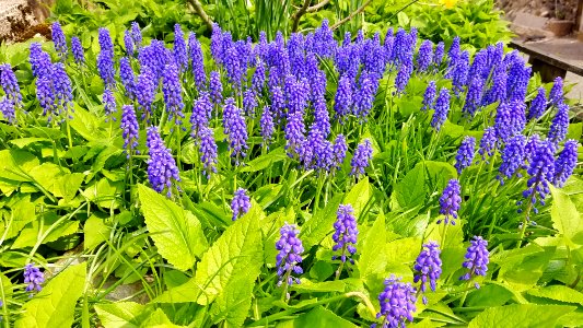 Muscari armeniacum - Arlington, MA