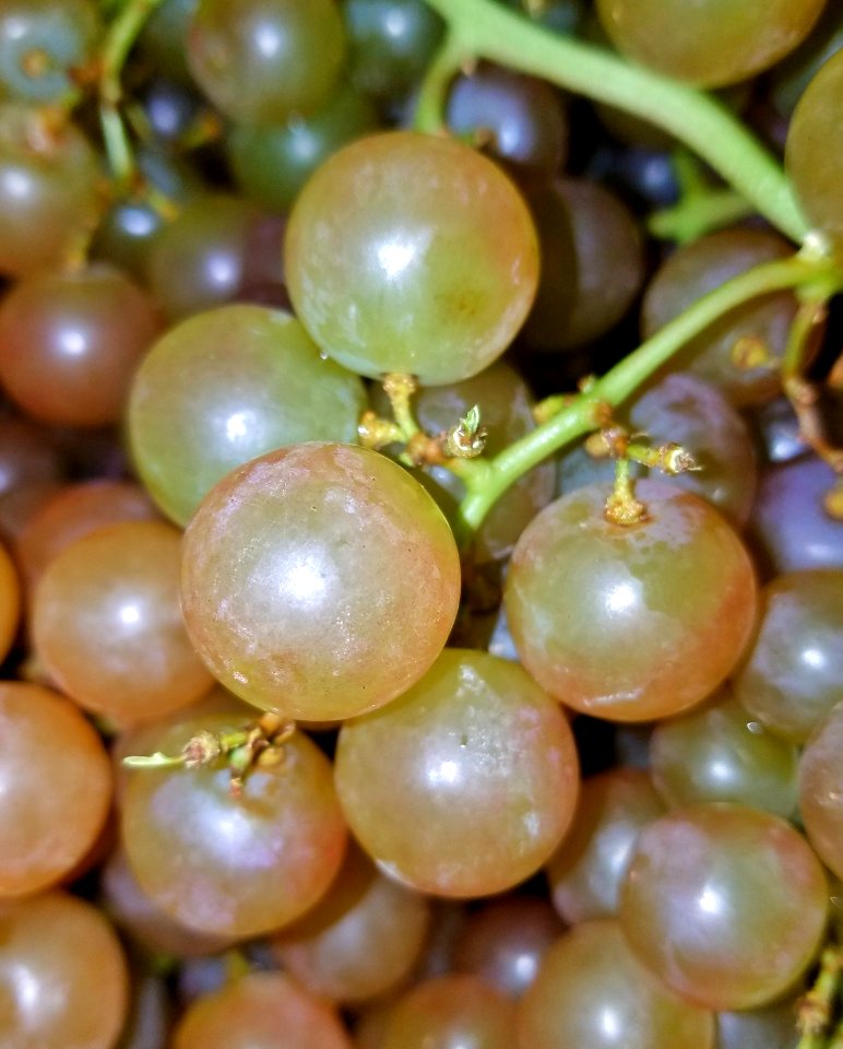 Muscat grapes - Massachusetts