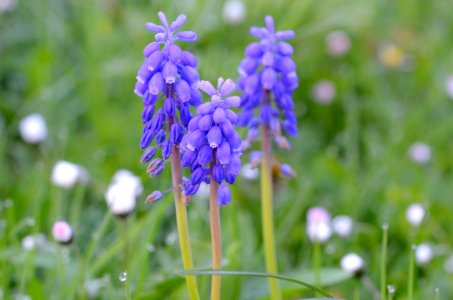 Muscari armeniacum5