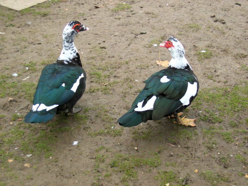 Muscovy-ducks-20031112-013