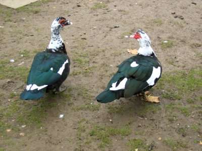 Muscovy-ducks-20031112-013
