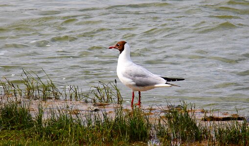 Animal water water bird photo