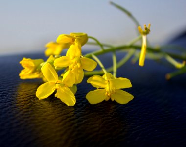 Mustard Plant Flower (206867425) photo