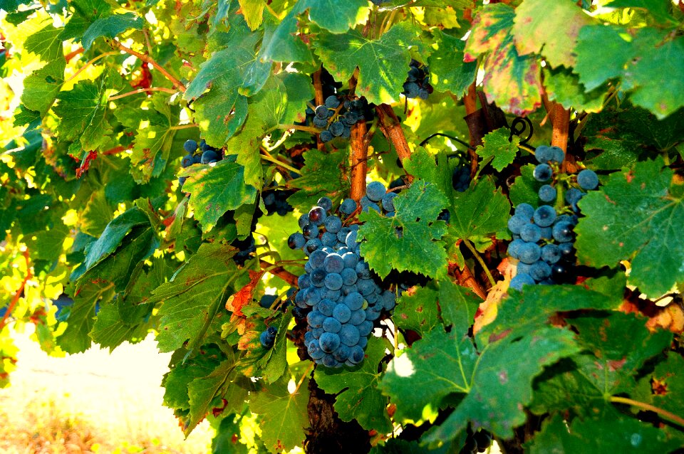 Harvest black grape nature