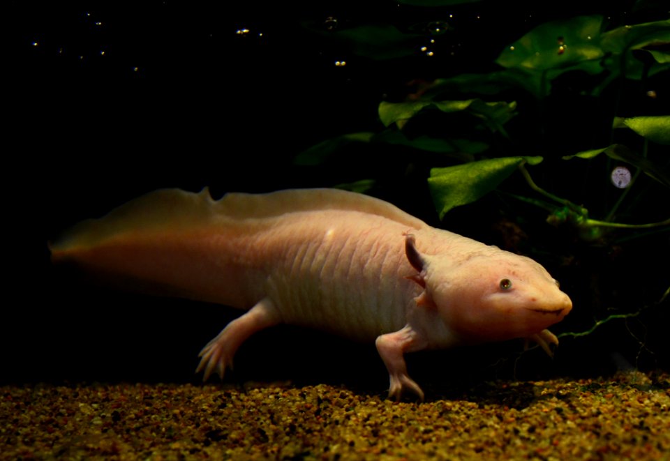 Mus Hist Nat Lille Axolotl 12052013 1