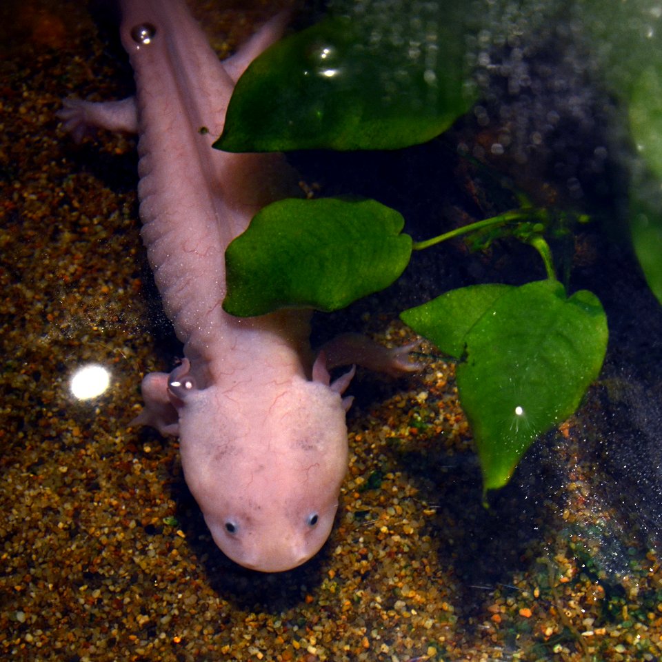 Mus Hist Nat Lille Axolotl 12052013 2