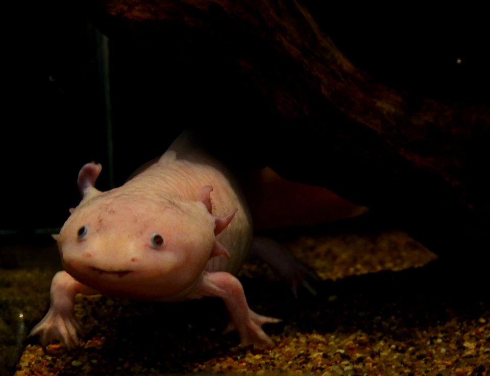 Mus Hist Nat Lille Axolotl 12052013 4