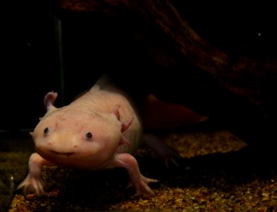 Mus Hist Nat Lille Axolotl 12052013 4
