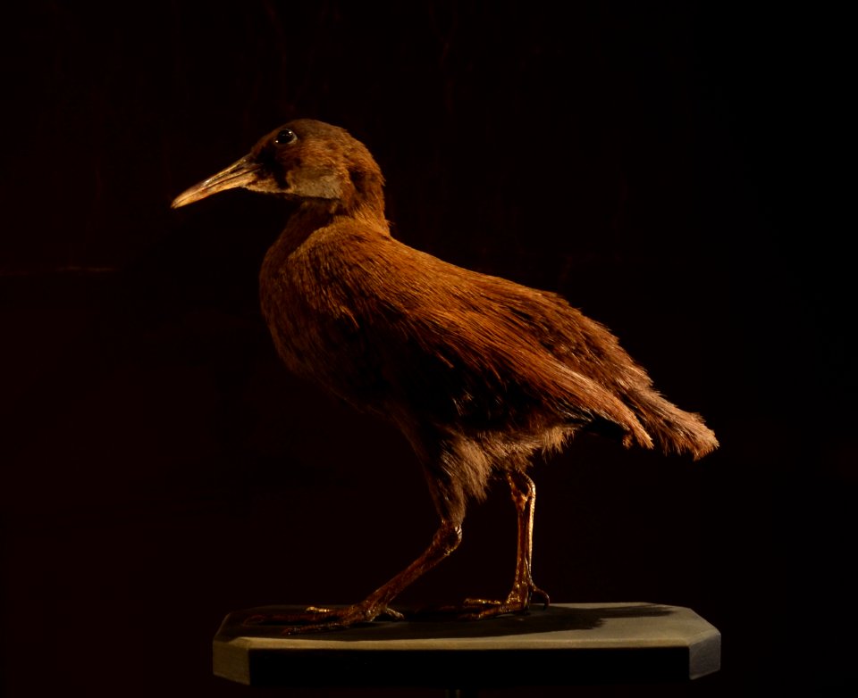 Mus Nat Hist Nat 25022013 Gallirallus lafresnayanus