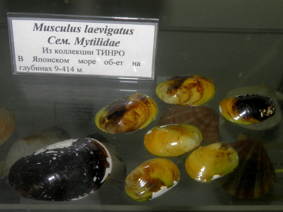 Musculus laevigatus