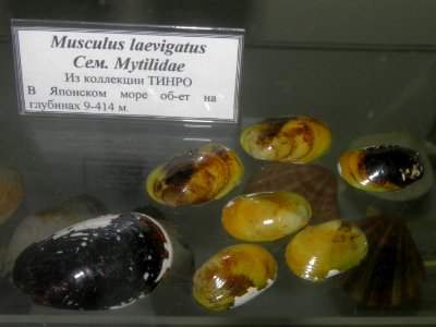 Musculus laevigatus