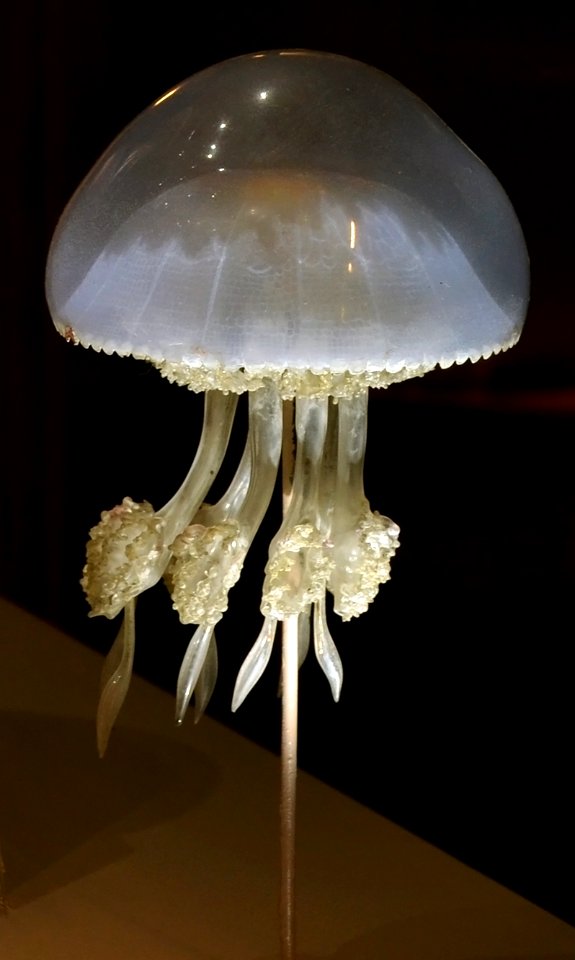 Museum Histoire Naturelle Geneva Blaschka Rhizostoma pulmo 21102014