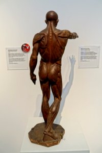 Muscle man (ecorche), before 1866, softwood - Germanisches Nationalmuseum - Nuremberg, Germany - DSC03405