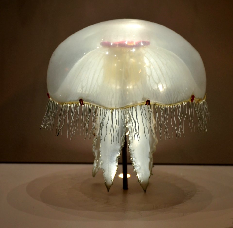 Museum Histoire Naturelle Geneva Blaschka Aurelia aurita 21102014