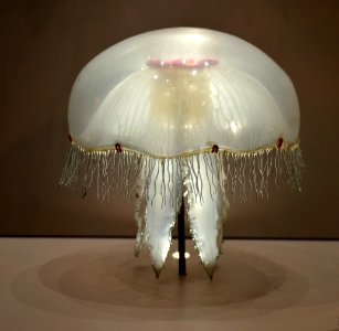 Museum Histoire Naturelle Geneva Blaschka Aurelia aurita 21102014