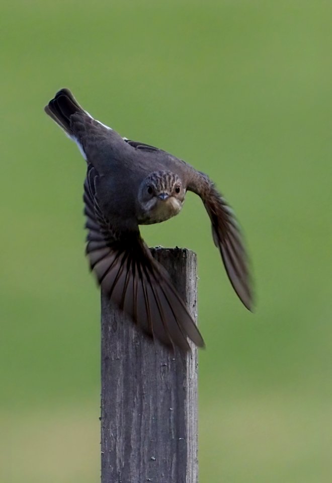 Muscicapa striata Oulu Finland 2021-05-15 (2)