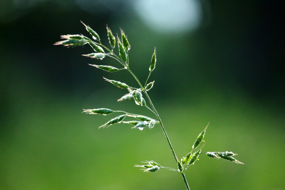 Nature grasses meadow