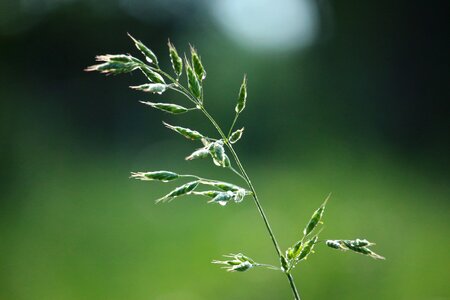 Nature grasses meadow
