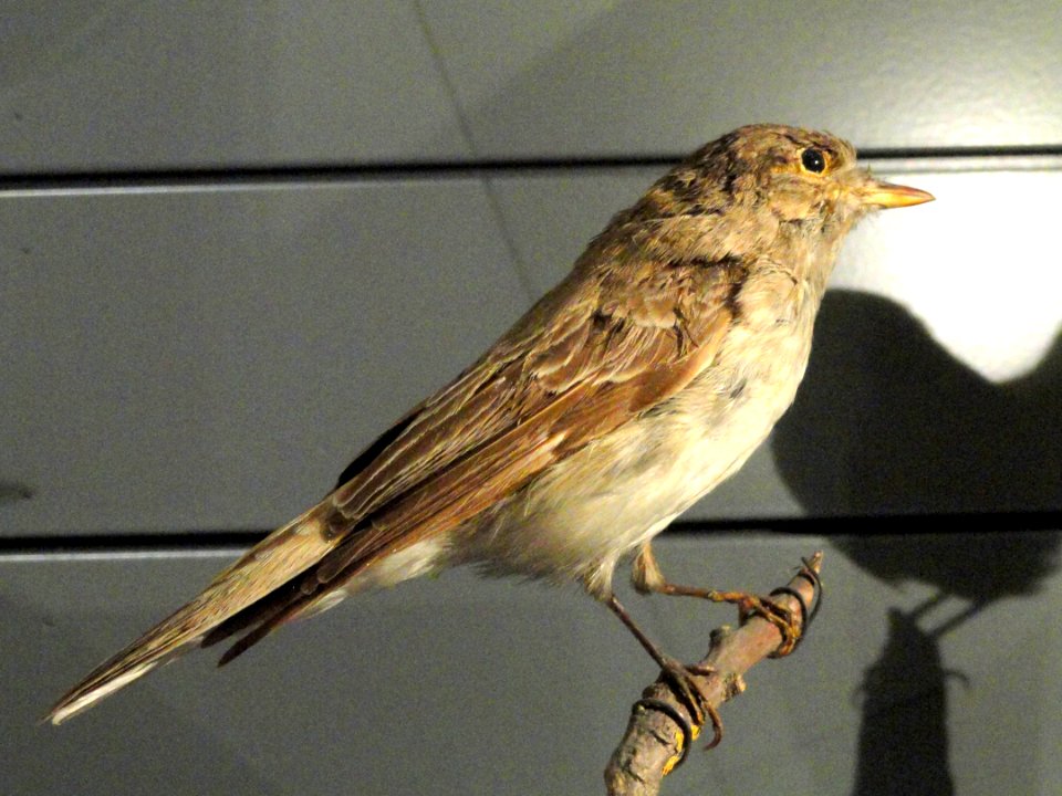 Muscicapa striata - Finnish Museum of Natural History - DSC04603