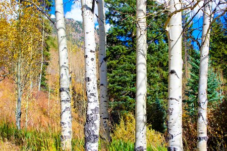 Fall landscape forest photo