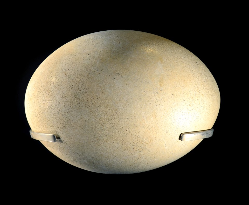 Mus Nat Hist Nat 25022013 Aepyornis egg