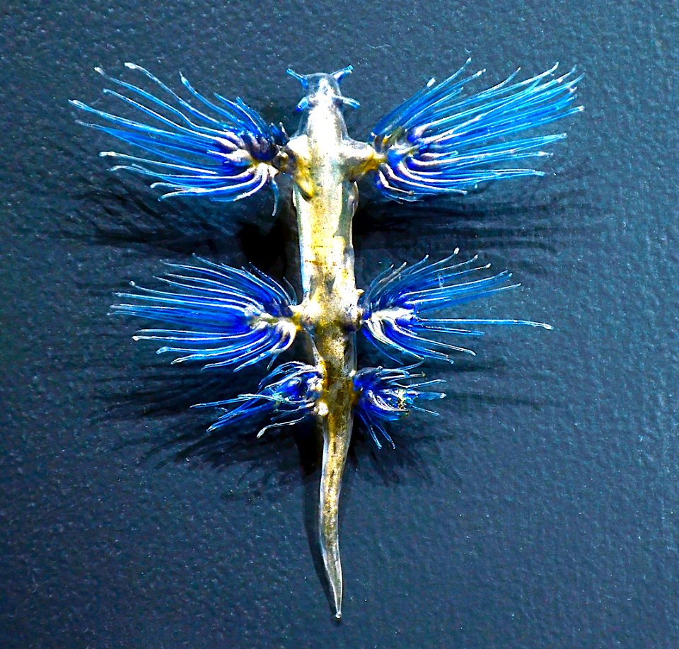 Museum Histoire Naturelle Geneva Blaschka Glaucus atlanticus 21102014