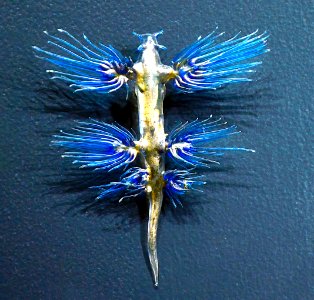 Museum Histoire Naturelle Geneva Blaschka Glaucus atlanticus 21102014