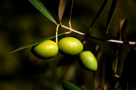 Agriculture provence eat