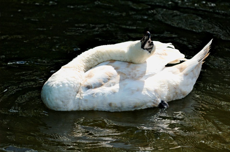 Mute-swan-juvenile-River-Ver-20050507-010
