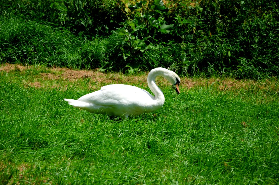 Mute swan foraging grass (4)