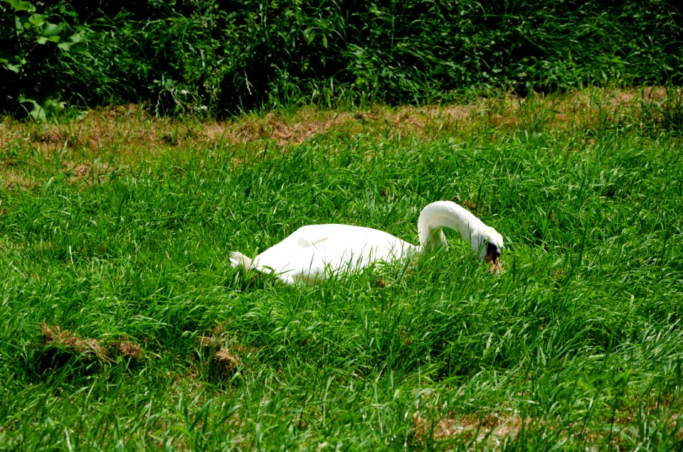 Mute swan foraging grass (1)