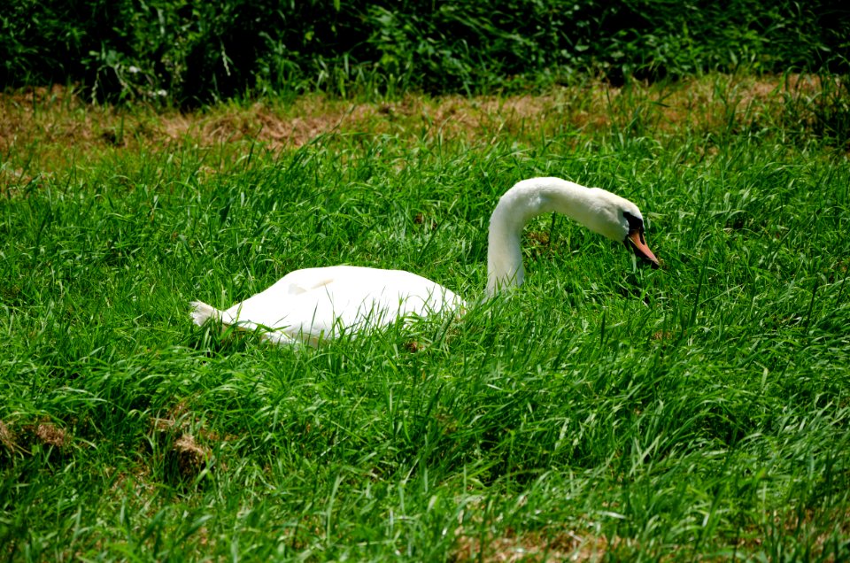 Mute swan foraging grass (2)