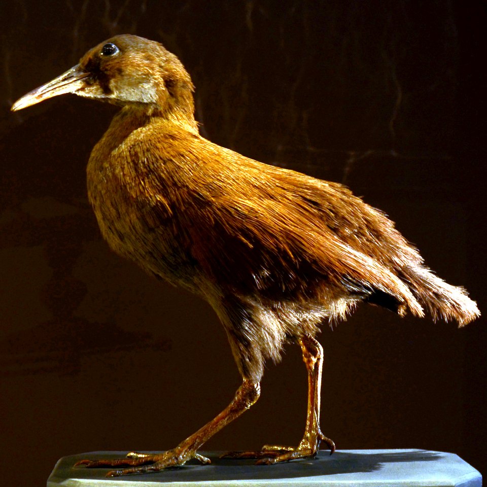 Mus Nat Hist Nat 25022013 Gallirallus lafresnayanus 2