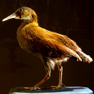 Mus Nat Hist Nat 25022013 Gallirallus lafresnayanus 2