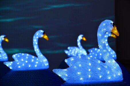 Swans swan glass